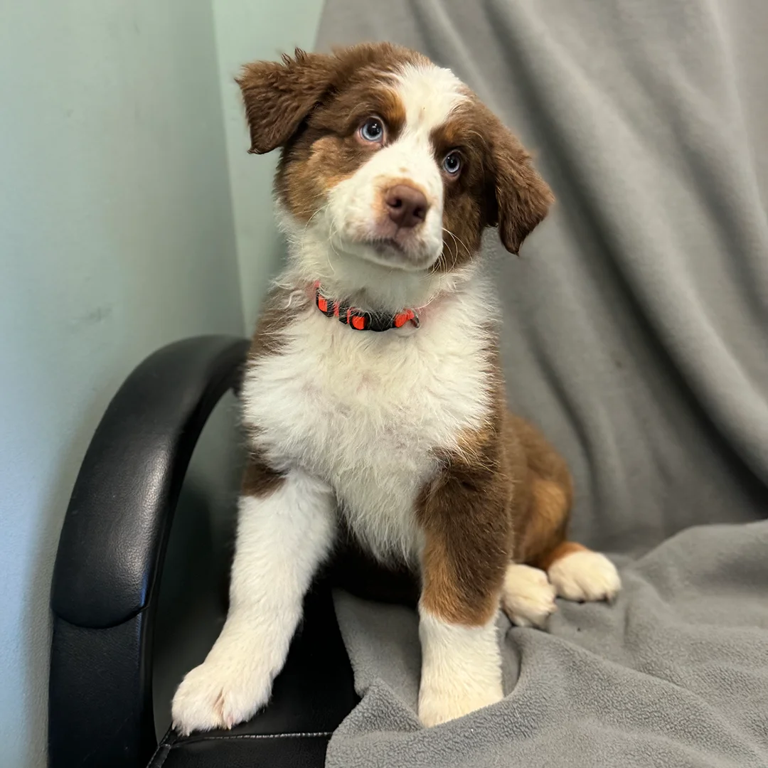 Fluffy brown and white Australian Shepherd puppy with blue eyes sitting on a black chair covered by a gray fleece blanket.