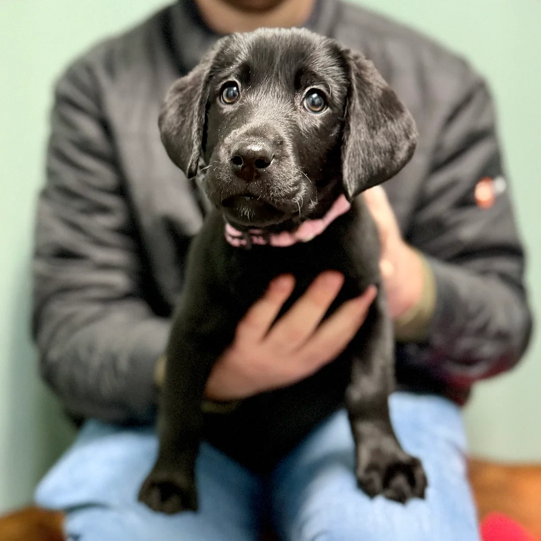 Black Labrador Retriever puppy wearing a pink collar being held by a person in a black jacket and jeans.