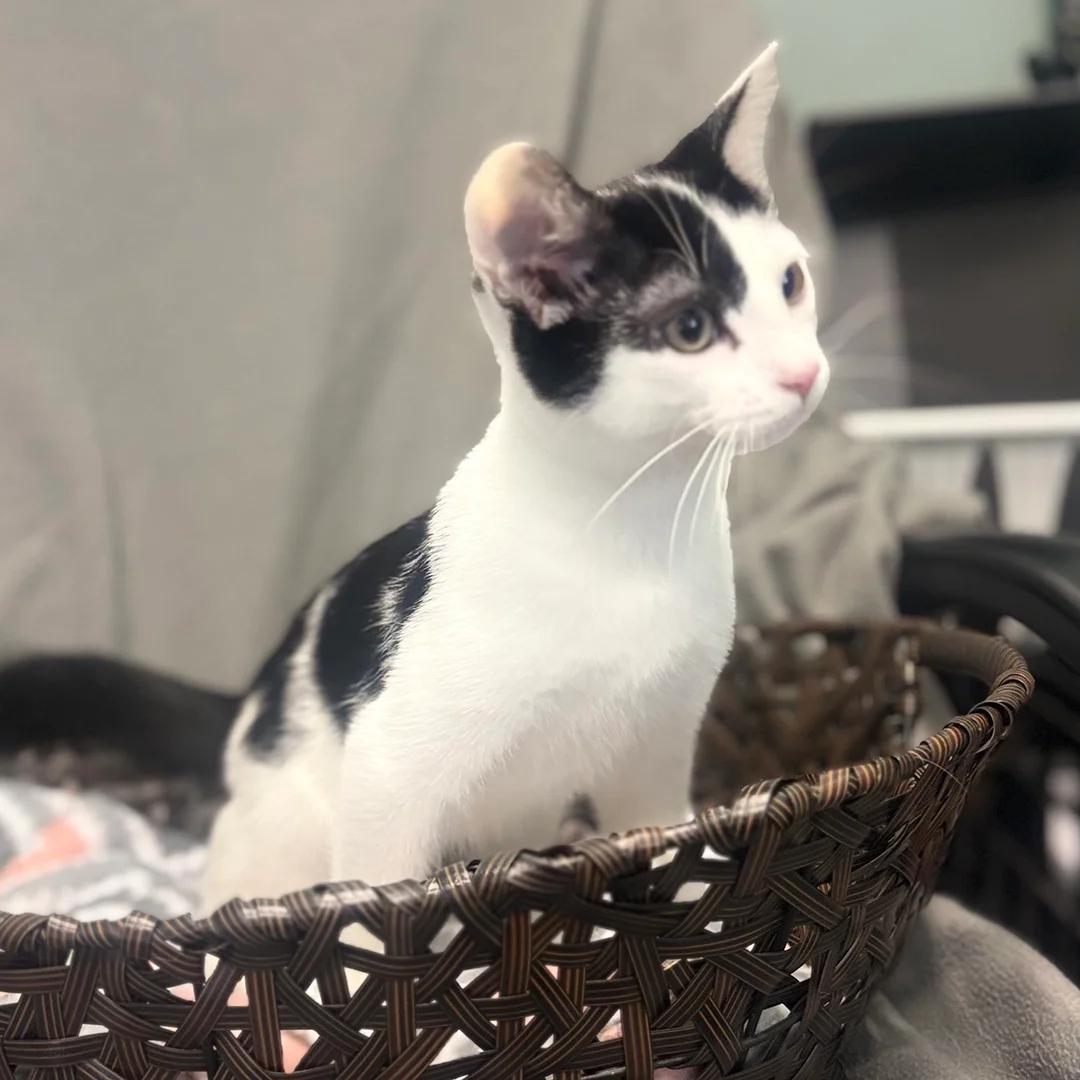 Black and White Kitten in Basket Curious black and white kitten standing in a brown woven basket lined with a soft blanket on a gray chair.