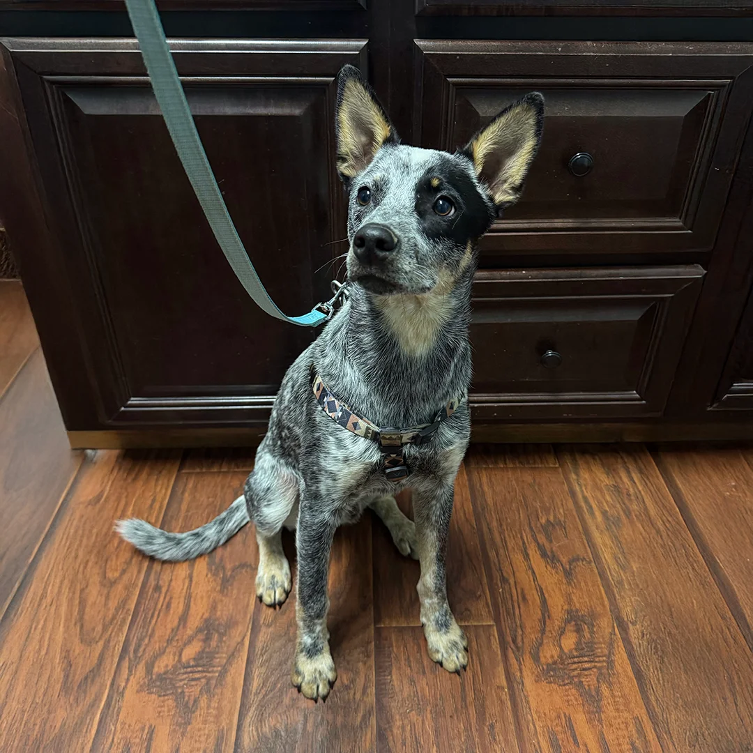 Blue Heeler dog with upright ears sitting on a hardwood floor wearing a harness and leash in a veterinary exam room.