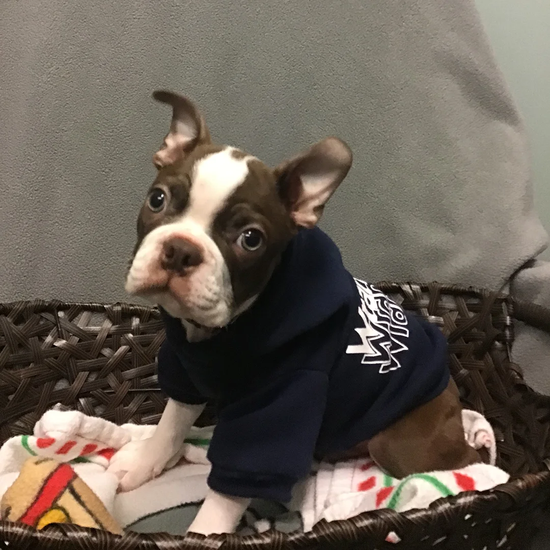 Boston Terrier puppy wearing a navy hoodie sitting in a brown woven basket lined with a holiday-themed blanket.
