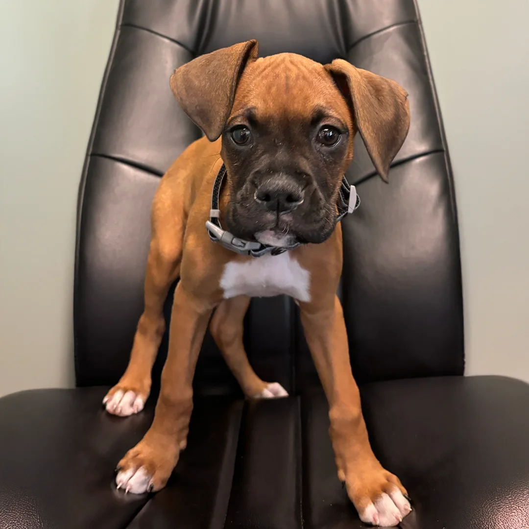 Boxer Puppy on Black Chair Young Boxer puppy with a white chest and black muzzle standing on a black leather chair and looking at the camera.