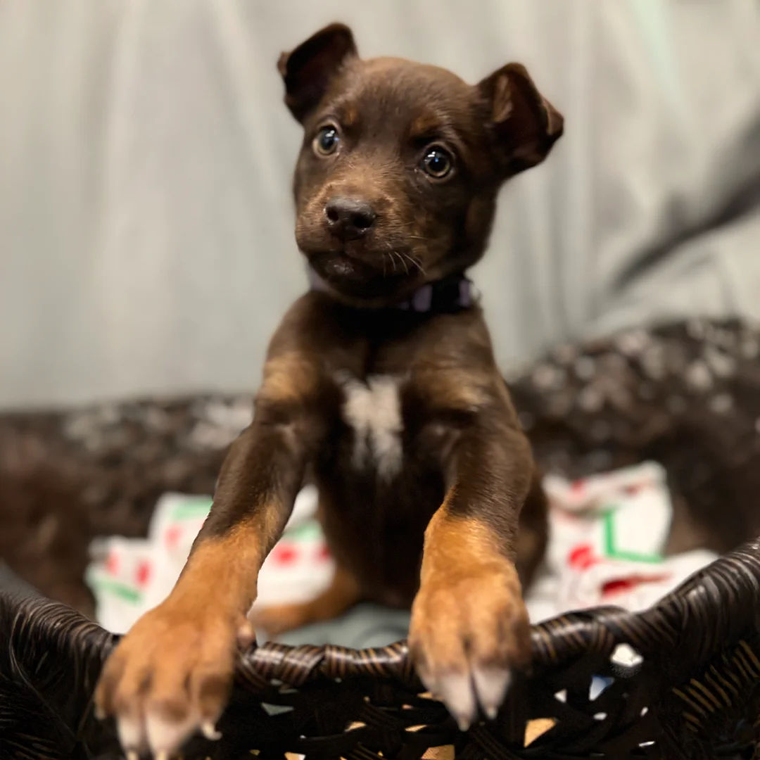Brown Puppy Reaching from Basket Small brown puppy with a white chest marking reaching its front paws over the edge of a brown woven basket.