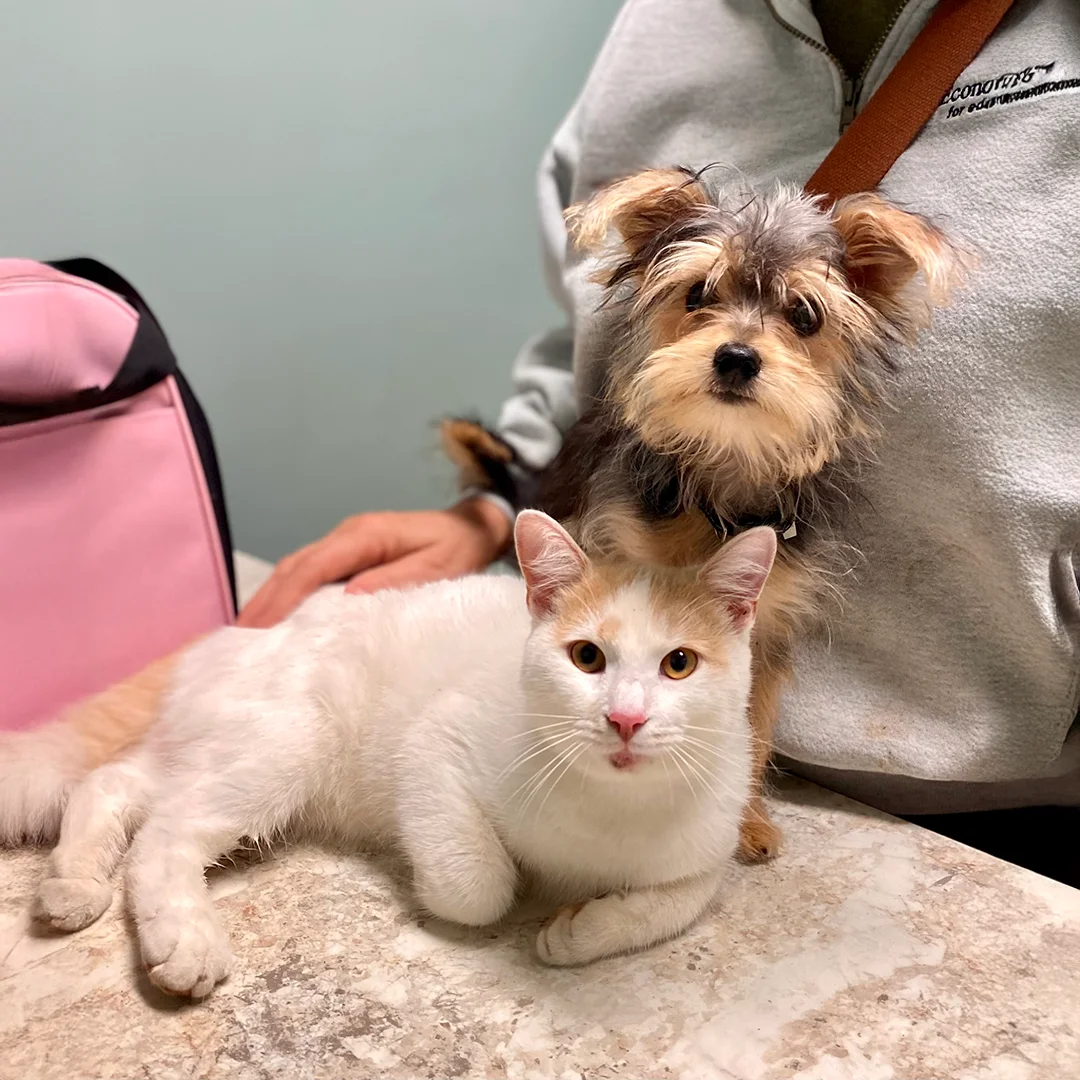 White and orange cat lying on a marble exam table next to a scruffy small dog sitting upright, both with a person nearby in a veterinary clinic.