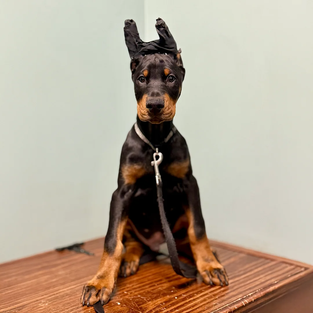 Young Doberman puppy with taped ears sitting on a wooden table, wearing a leash and looking directly at the camera.