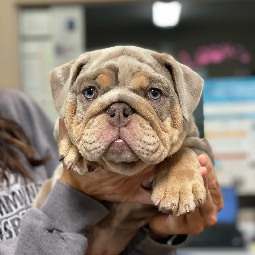 English Bulldog Puppy at Bethel Community Pet Hospital Close-up of an English Bulldog puppy with light brown fur and blue eyes being held by a person in a grey sweatshirt.
