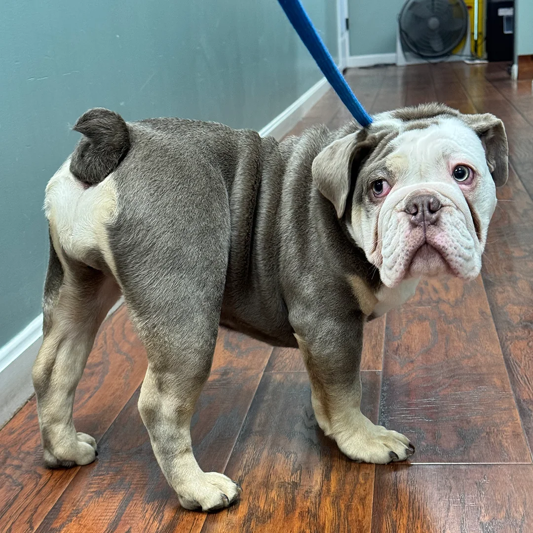 English Bulldog Puppy on Leash Gray and white English Bulldog puppy on a blue leash standing on a hardwood floor, looking back toward the camera.