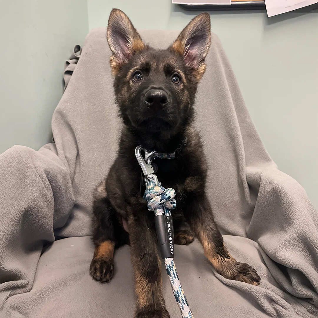 German Shepherd Puppy on Chair Young German Shepherd puppy with large ears sitting on a gray blanket-covered chair wearing a rope leash.