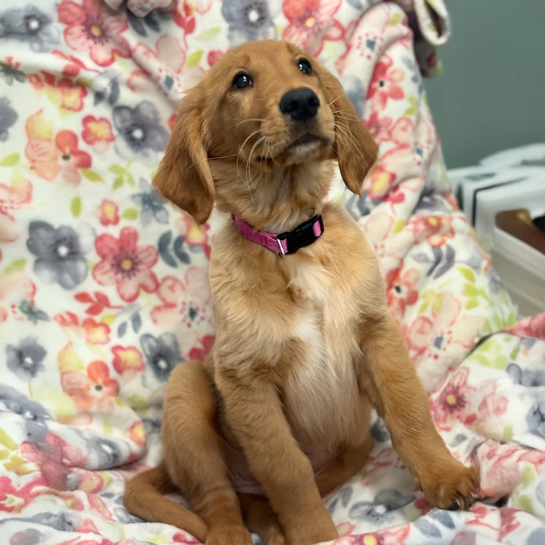 Golden Retriever puppy wearing a pink collar sitting on a colorful floral blanket.
