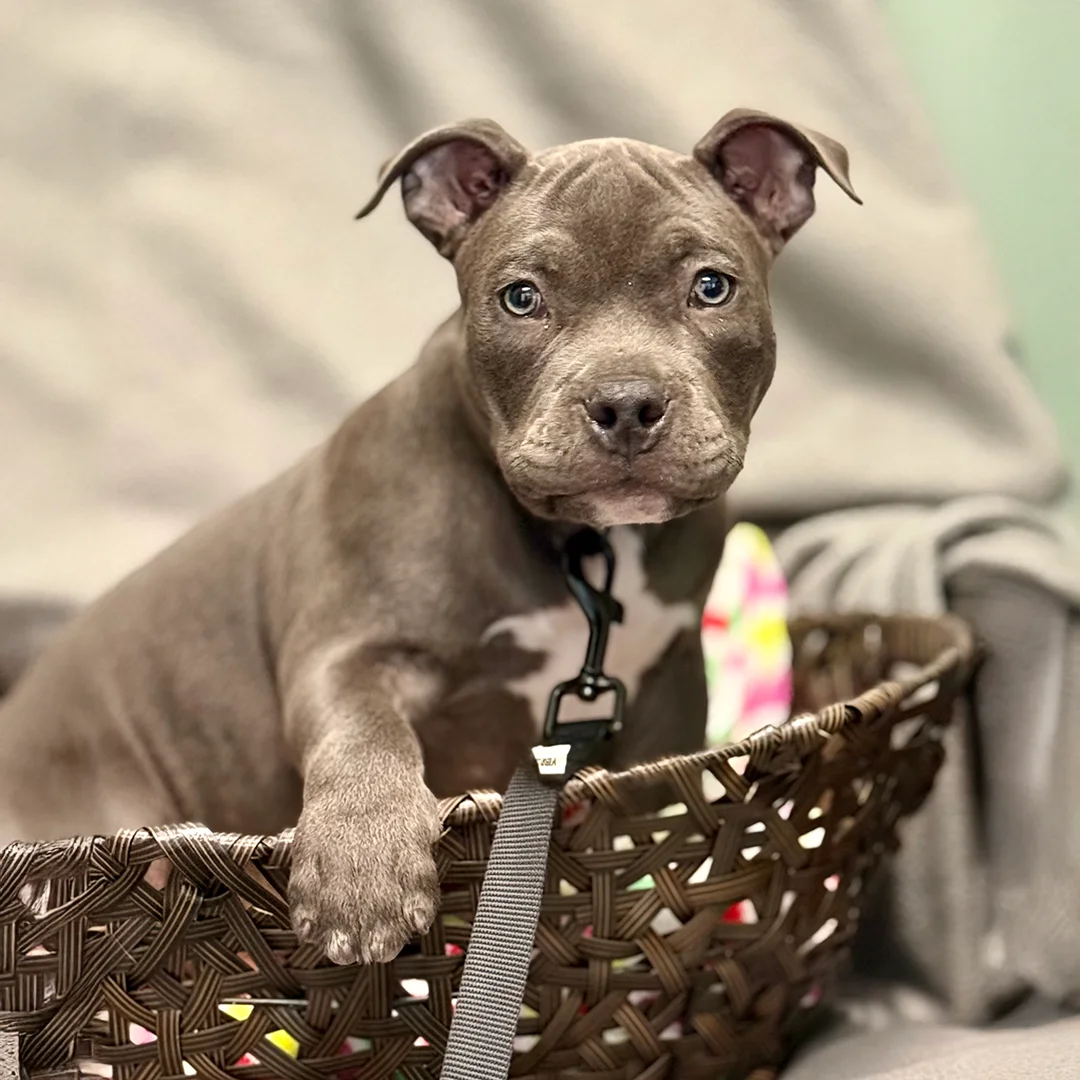Gray Pit Bull Puppy in Basket Gray Pit Bull puppy with a white chest marking sitting in a brown woven basket, wearing a leash and looking directly at the camera.