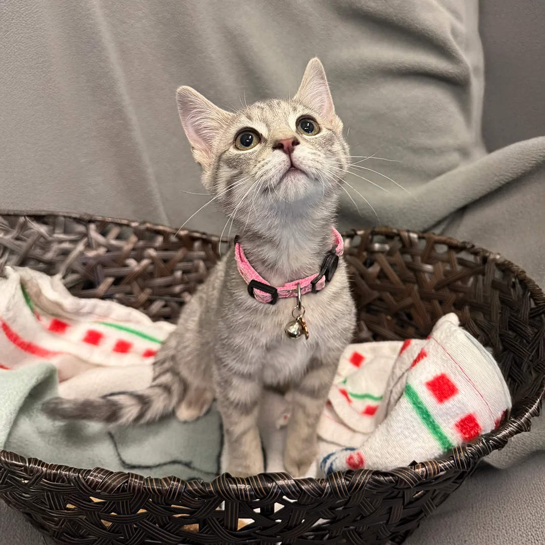 Light gray tabby kitten wearing a pink collar with a bell sitting in a brown woven basket lined with a festive blanket.