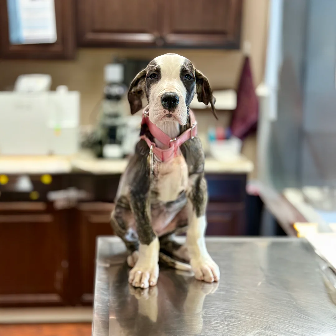 Great Dane Puppy on Exam Table Young Great Dane puppy with a pink collar sitting on a stainless steel exam table in a veterinary exam room.
