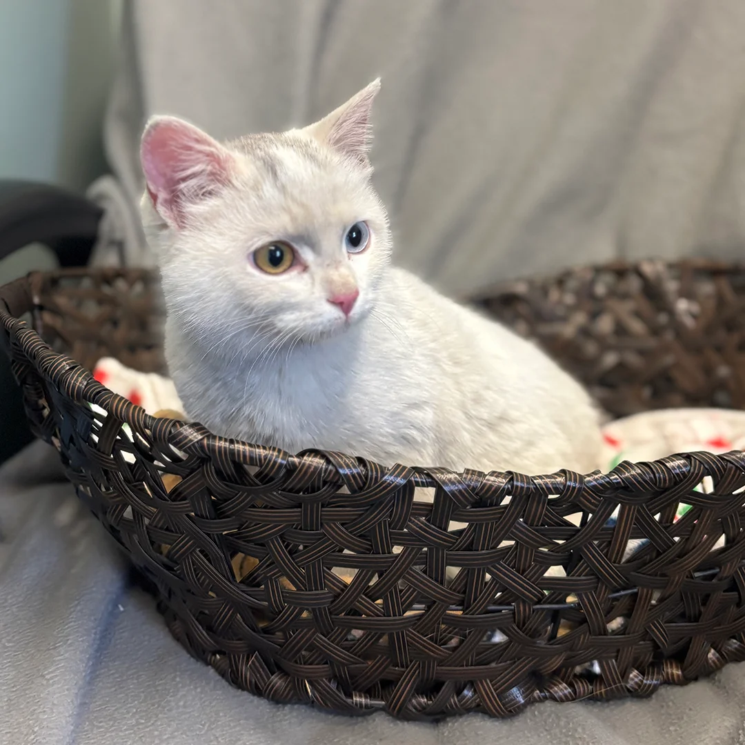 Heterochromia Kitten in Basket Light-colored kitten with one blue eye and one green eye sitting in a brown woven basket on a soft gray surface.