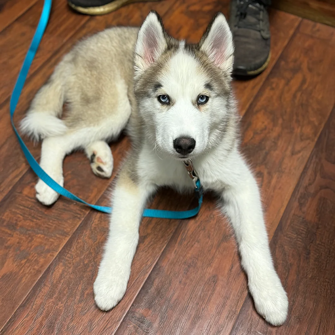 Husky Puppy on Wood Floor Young Husky puppy with blue eyes and a blue leash lying on a hardwood floor next to a person wearing sneakers.