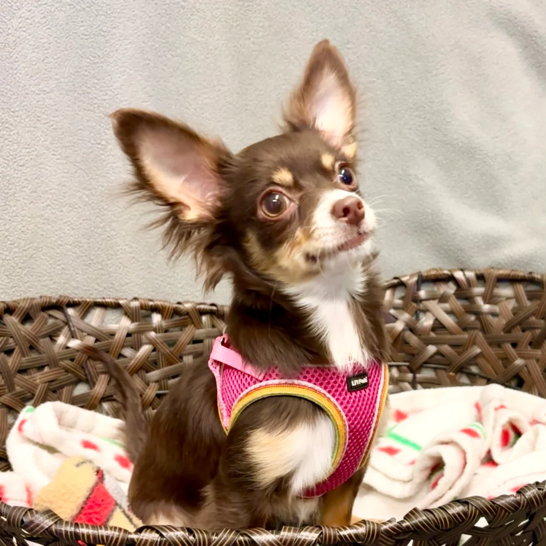 Small long-haired Chihuahua wearing a pink harness sitting in a brown woven basket lined with a holiday blanket.