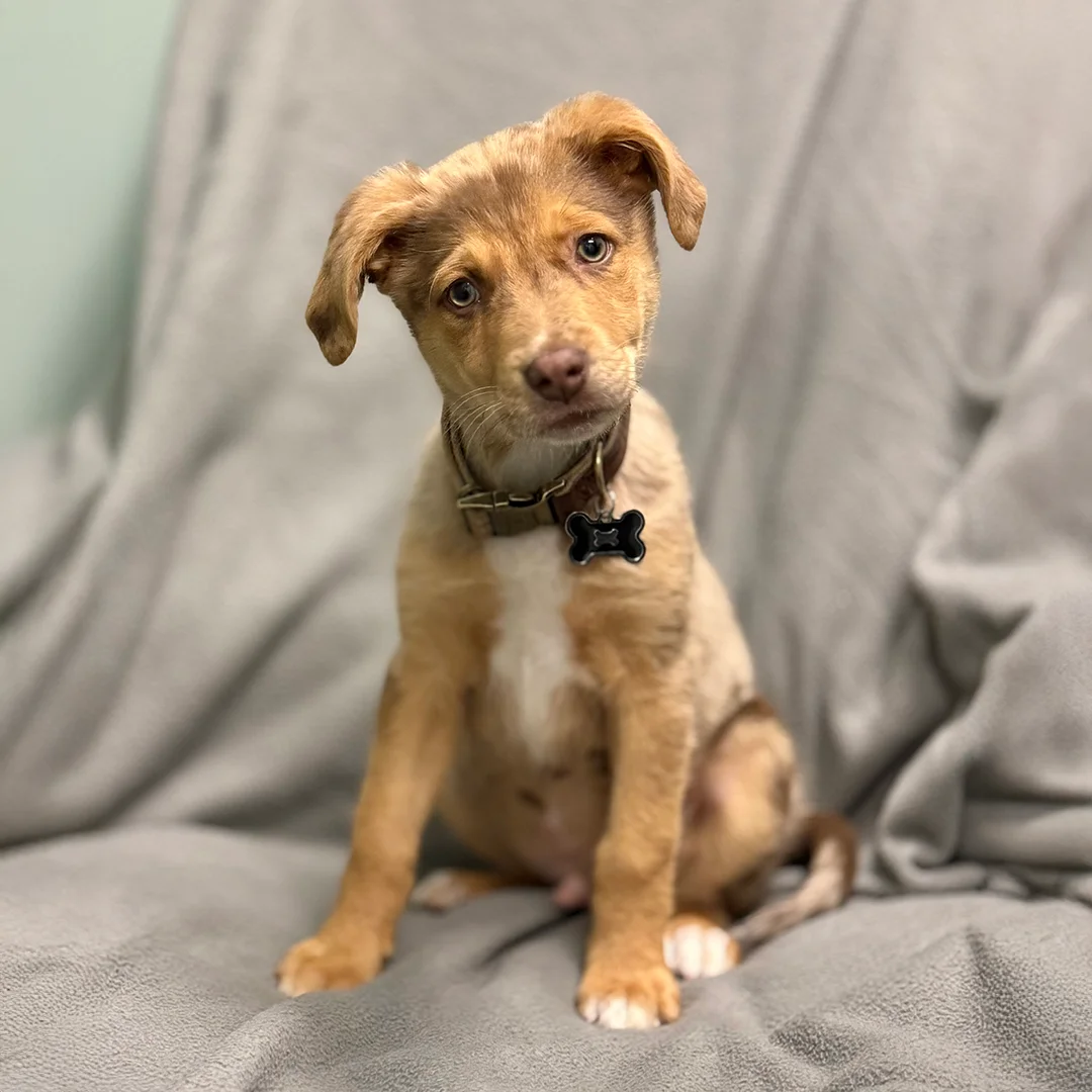 Mixed Breed Puppy on Gray Blanket Light brown mixed breed puppy with a black bone-shaped tag sitting on a gray fleece blanket, tilting its head.