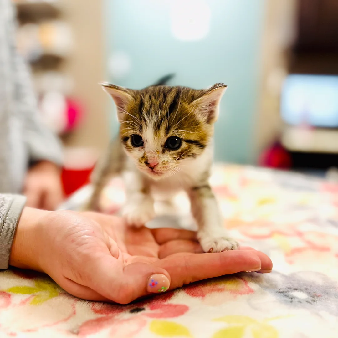 Newborn Kitten on Floral Blanket Small tabby and white kitten standing on a person’s hand on top of a colorful floral blanket in a veterinary exam room.