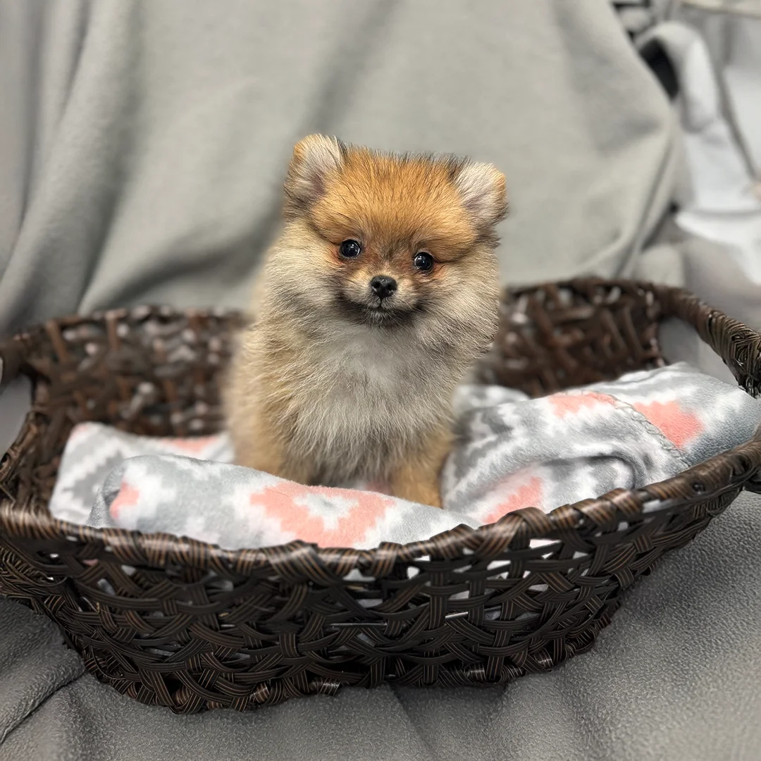 Fluffy Pomeranian puppy sitting in a brown woven basket lined with a pink and gray patterned blanket on a gray chair.