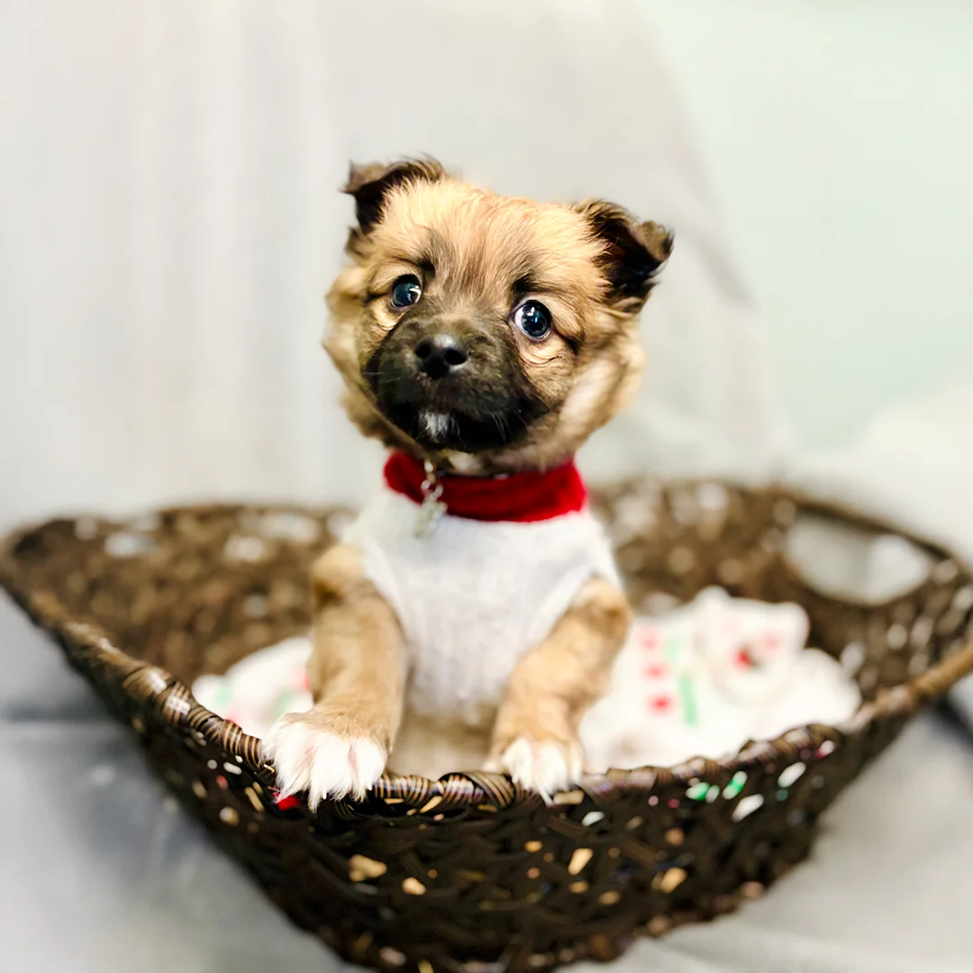 Small brown puppy with white paws wearing a red and white holiday sweater sitting in a brown woven basket.
