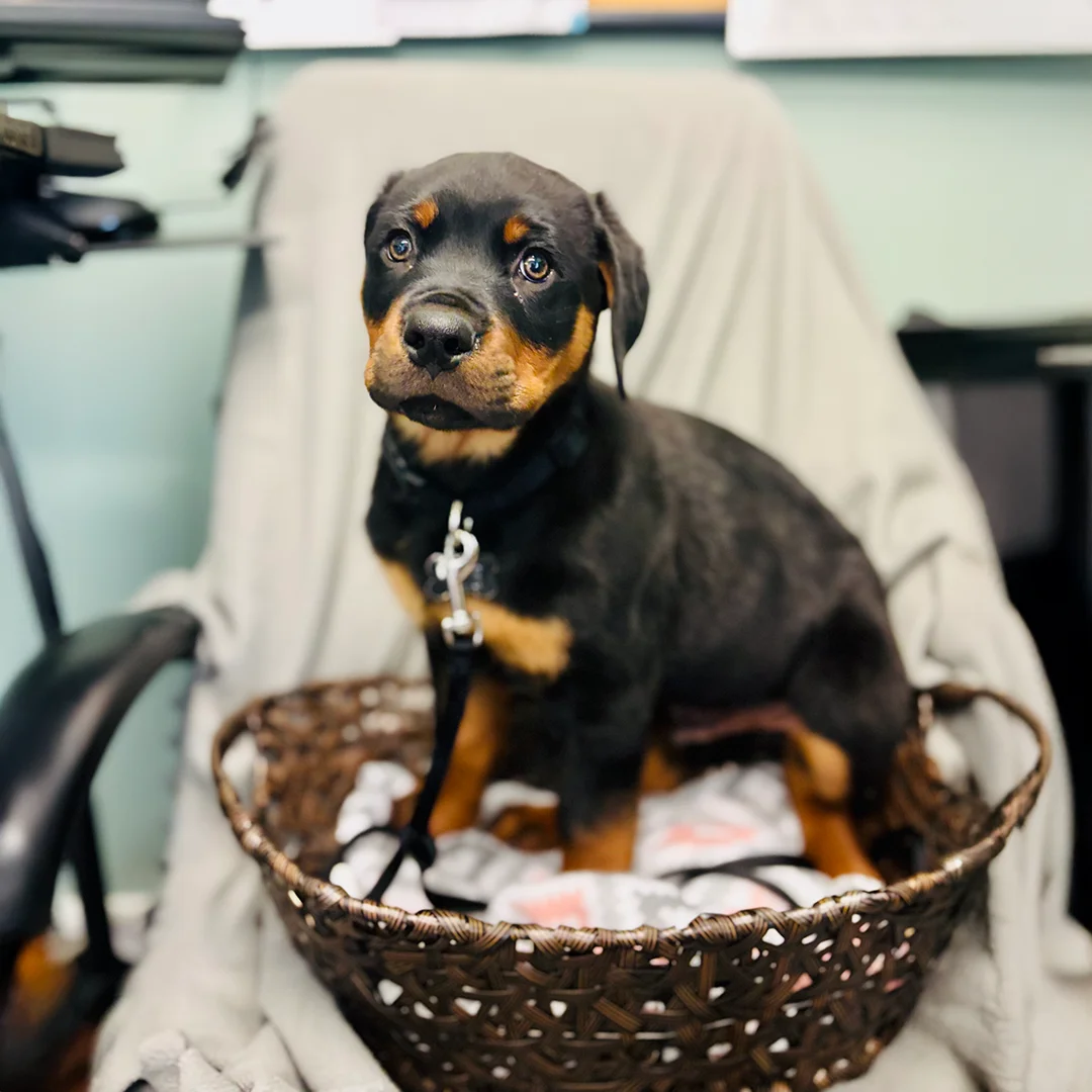 Rottweiler Puppy in Basket Young Rottweiler puppy sitting in a brown woven basket lined with a blanket, placed on a chair with a gray cover.