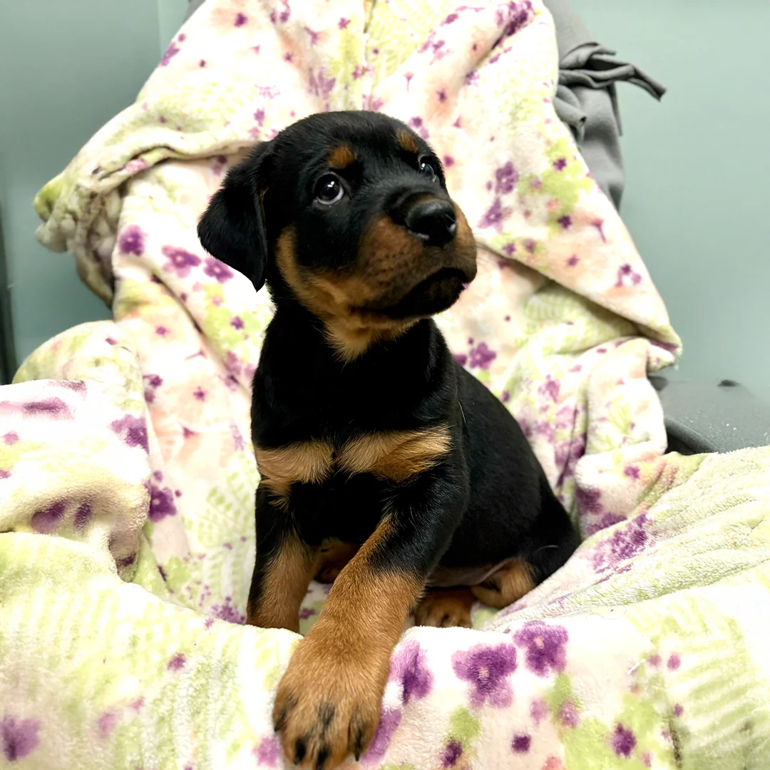 Rottweiler Puppy on Floral Blanket Young Rottweiler puppy with tan markings sitting on a light-colored blanket with green and purple floral patterns.