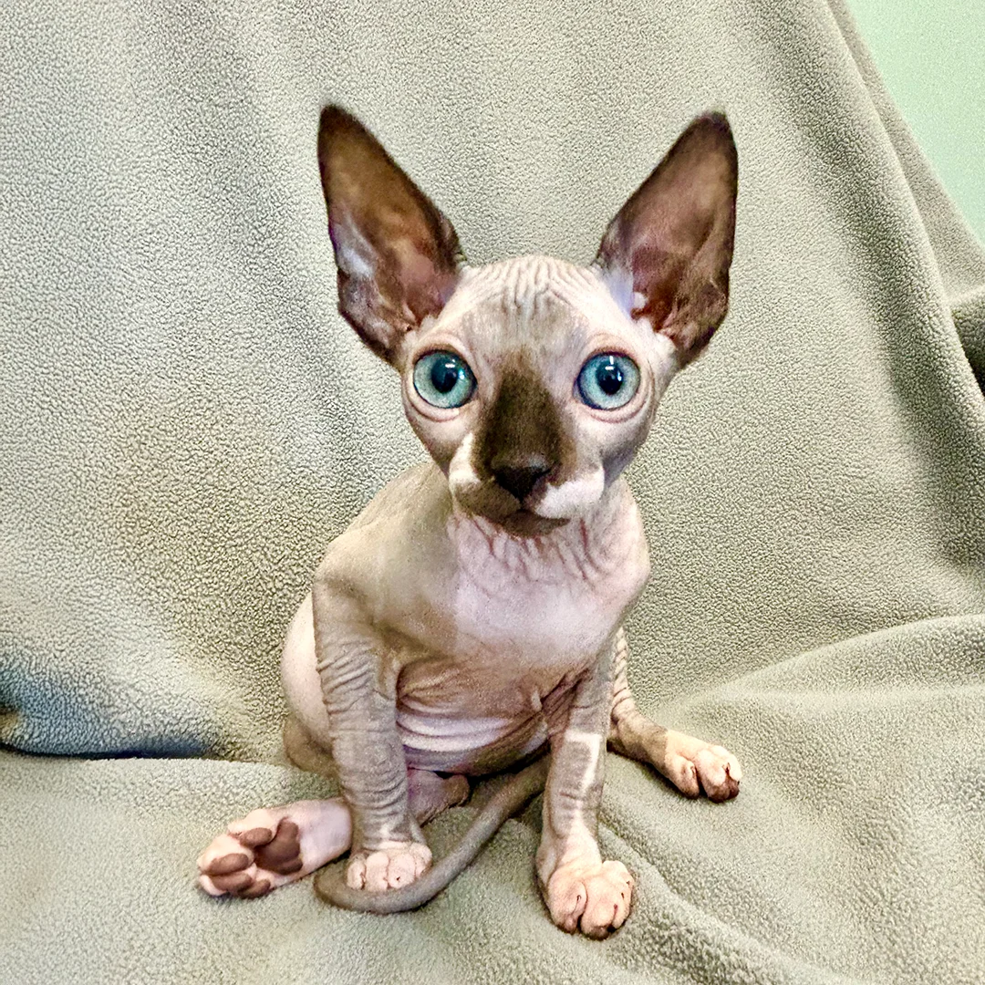 Hairless Sphynx kitten with large blue eyes and big ears sitting on a soft sage green fleece blanket.