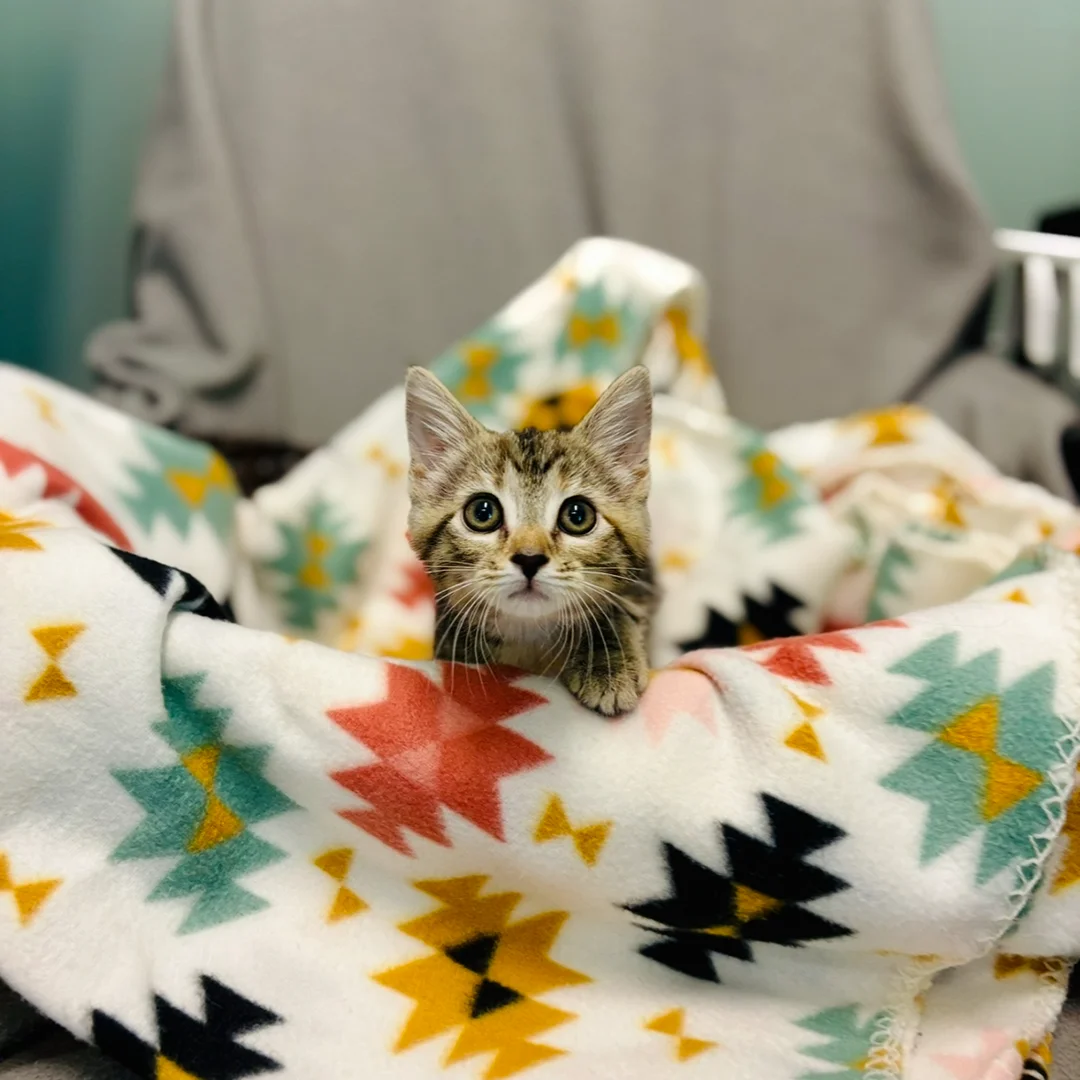 Wide-eyed tabby kitten peeking out from a colorful southwest-patterned fleece blanket on a gray chair.