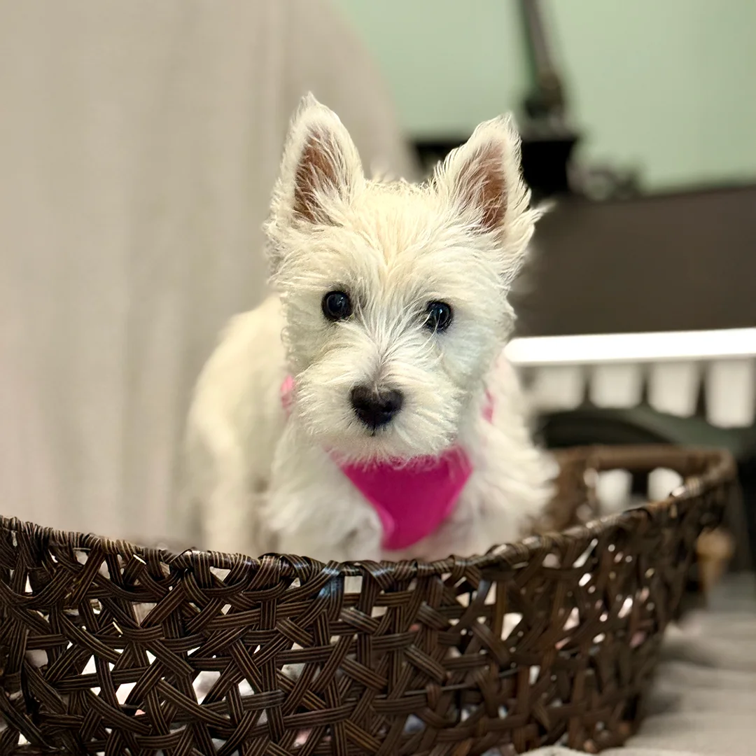 White West Highland Terrier puppy wearing a pink harness sitting in a brown woven basket with a soft gray background.