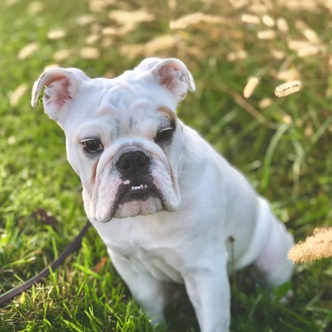 White Bulldog with a small brown patch near its eye sitting in a grassy area surrounded by tall grass and soft sunlight.