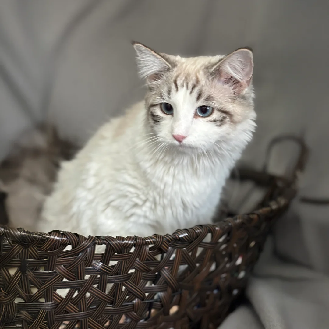 Fluffy white and tabby kitten with blue eyes sitting in a brown woven basket on a soft gray blanket.