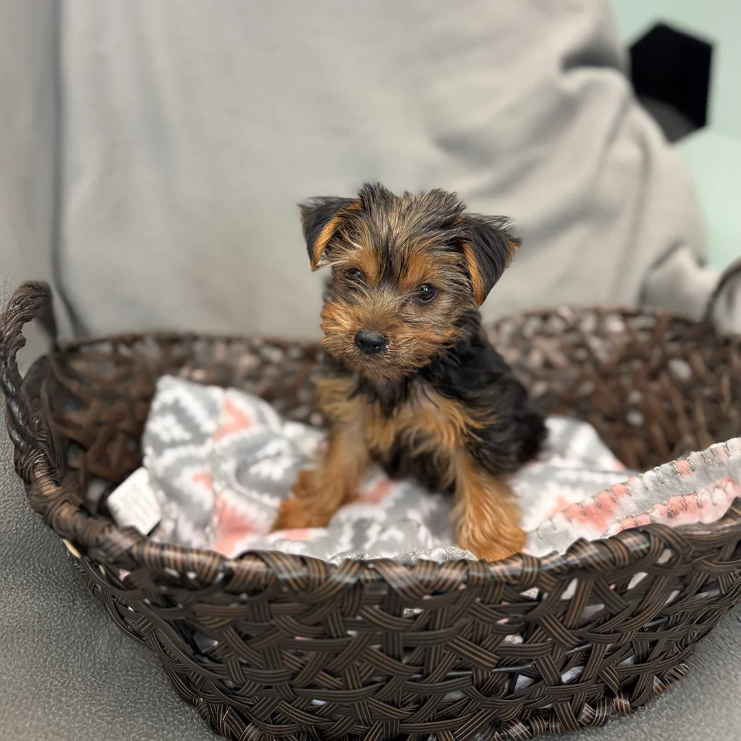 Tiny Yorkshire Terrier puppy sitting in a brown woven basket with a pink and gray patterned blanket on a gray chair.