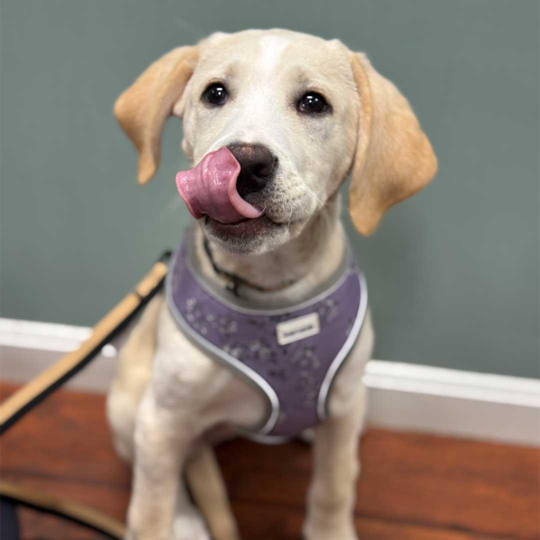A cream colored Labrador puppy
