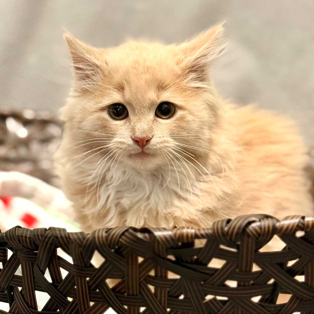 A cream colored cat sitting in a basket