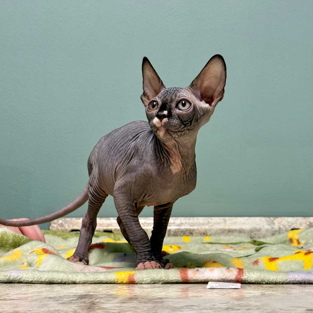 A grey Sphynx cat looking up