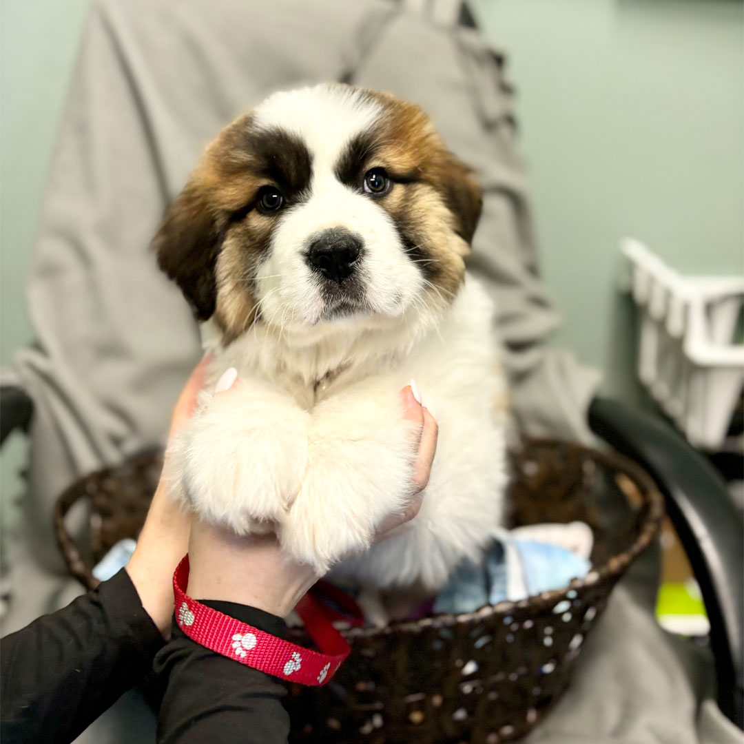 A-saint-bernard-puppy-in-a-basket A saint bernard puppy in a basket