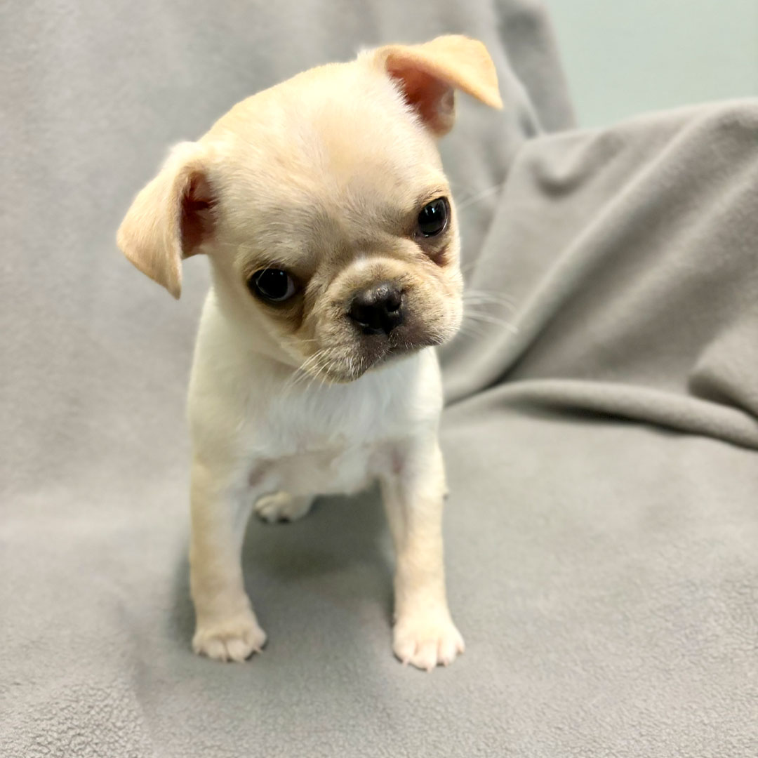 A-very-small-white-puppy-staring-at-camera A very small white puppy staring at camera