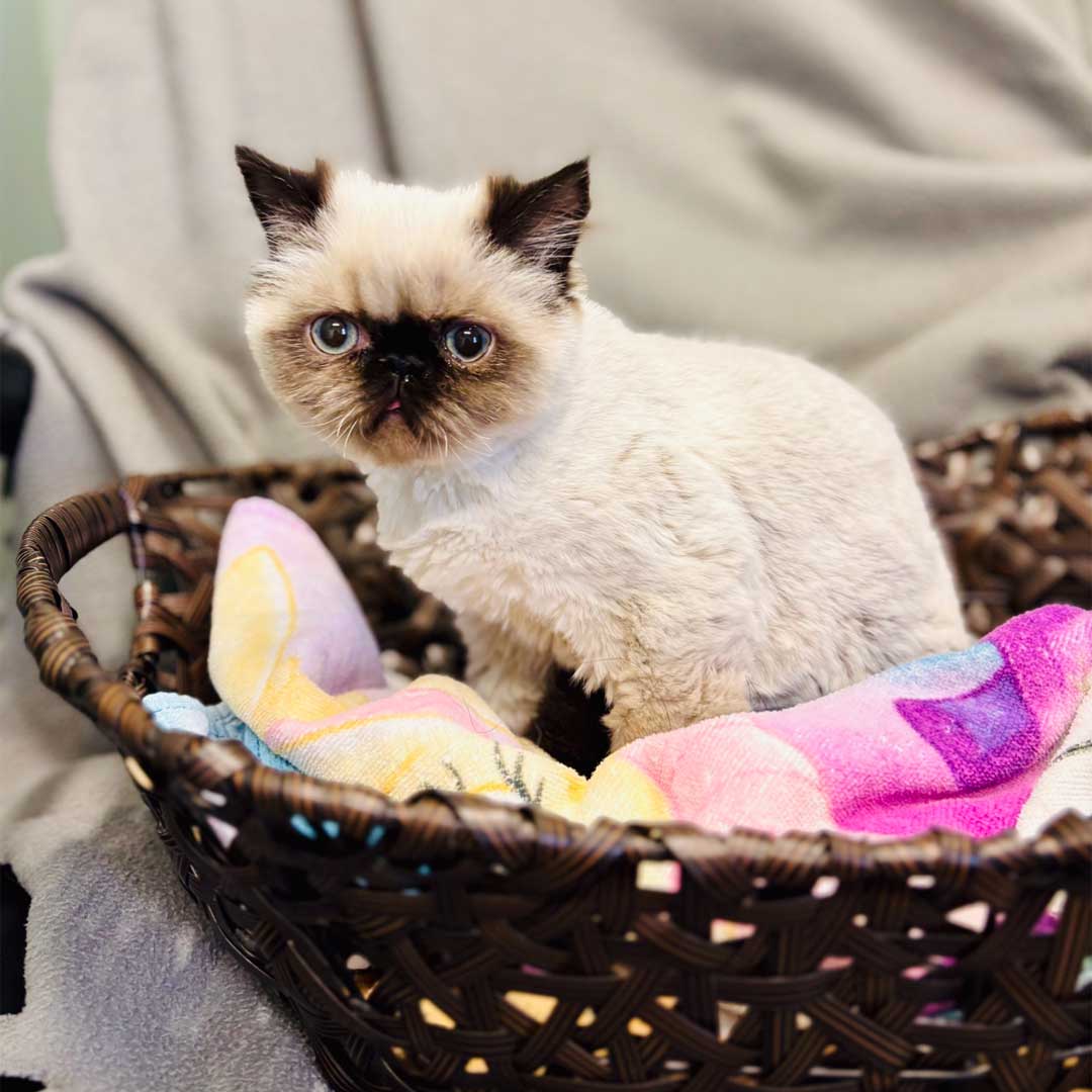 A-white-Hilamayan-Kitten-sitting-in-a-basket A white Himalayan Kitten sitting in a basket