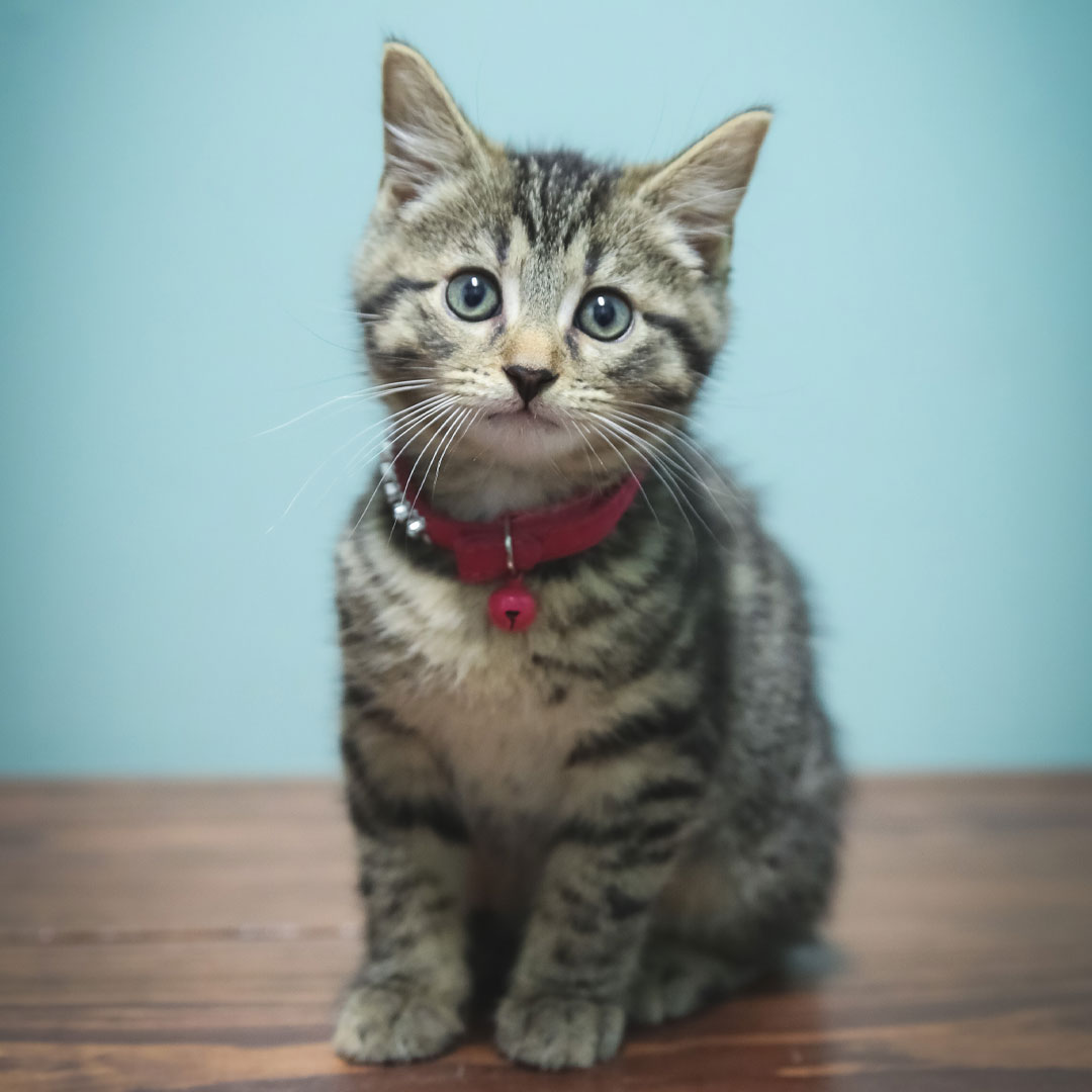 Cute-Kitten-looking-at-camera Cute Kitten looking at camera