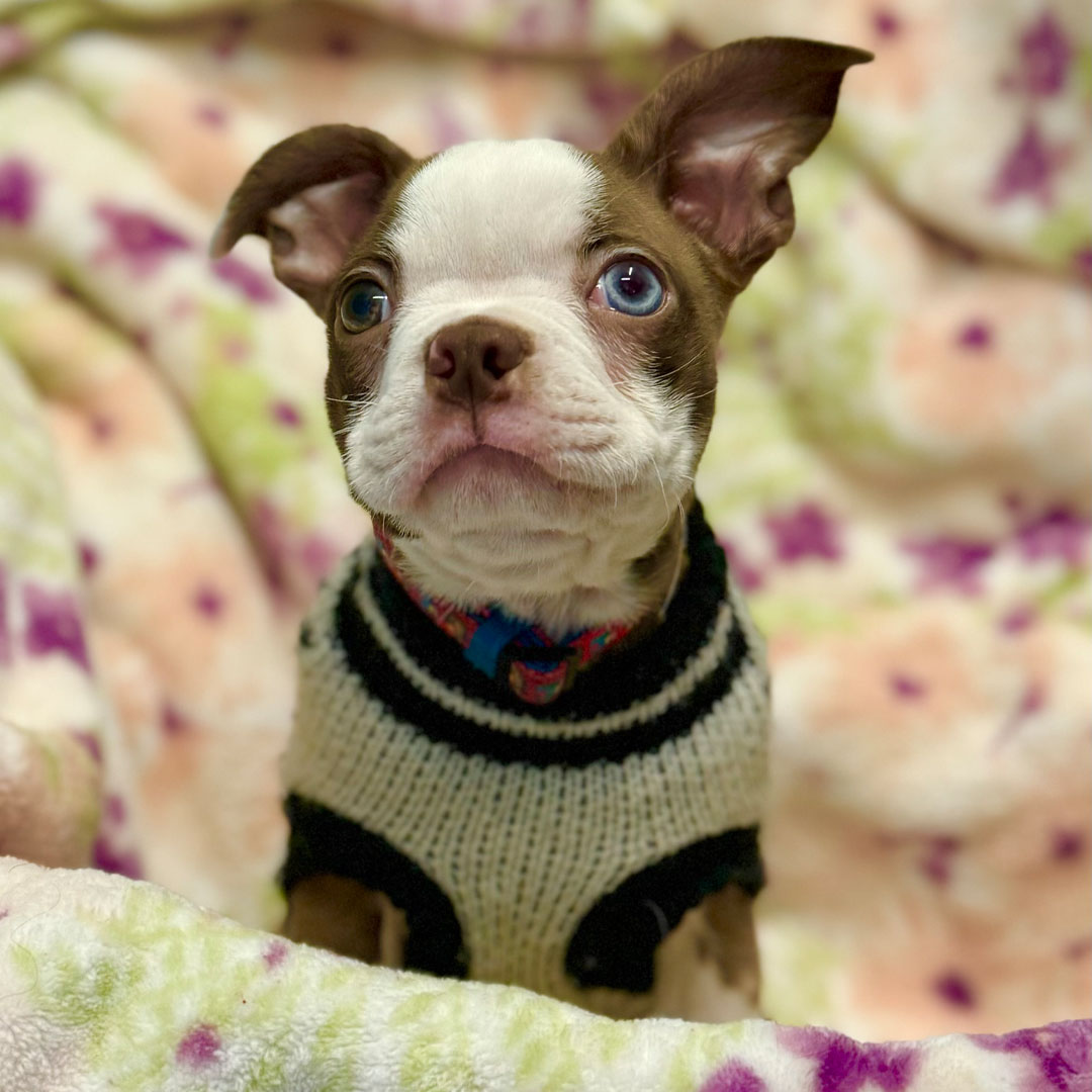 Cute small Two different colored eye puppy