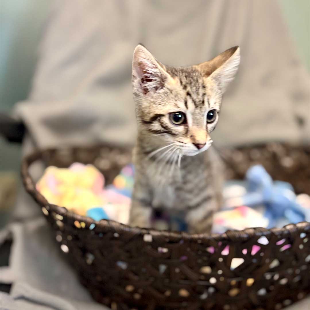 Fluffy white and tabby kitten with blue eyes sitting in a brown woven basket on a soft gray blanket.
