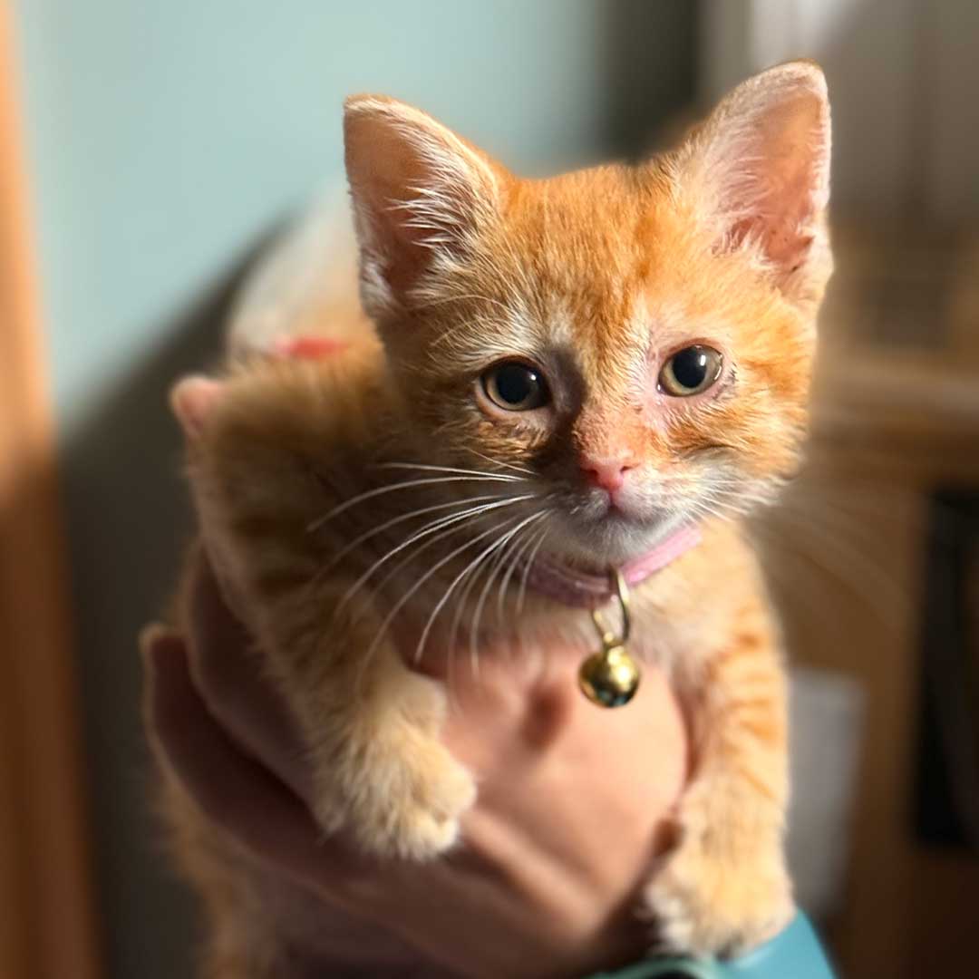 Orange tabby kitten lifted up
