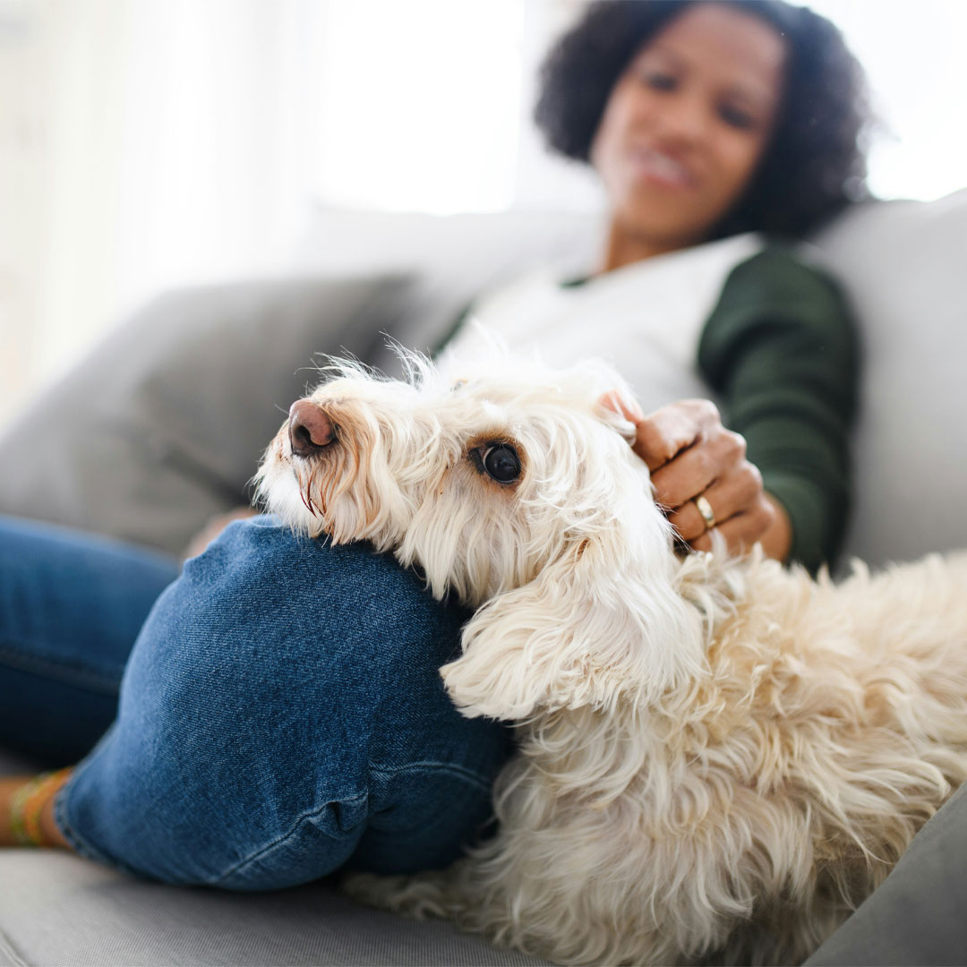 A beautiful white poodle sitting on its owners lap.
