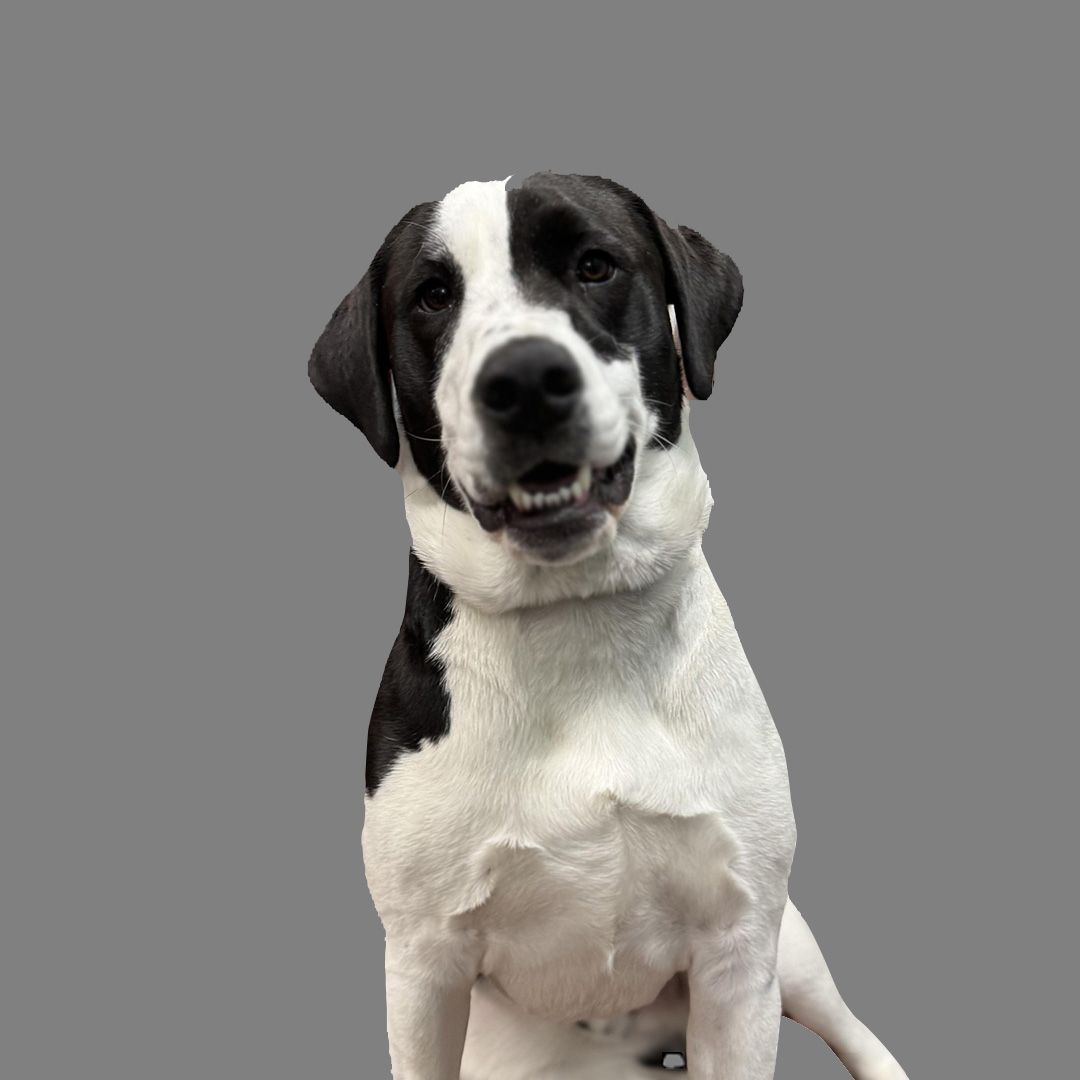 black and white dog looking infront
