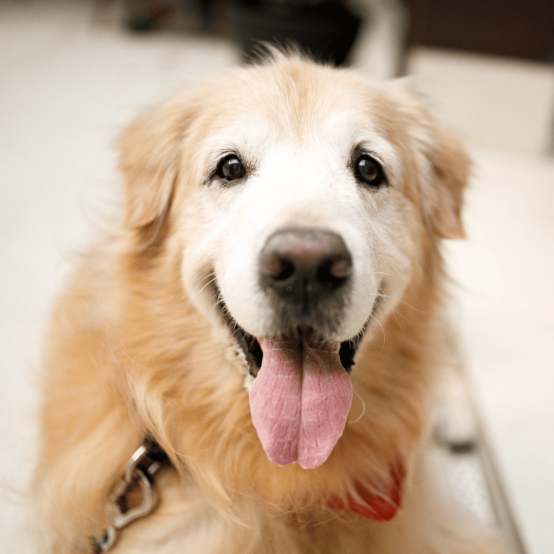 end of life care 1 senior dog with its tongue out