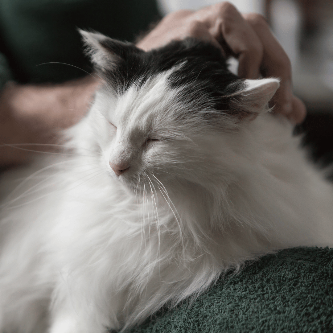 end of life care 2 senior cat on owners lap sleeping
